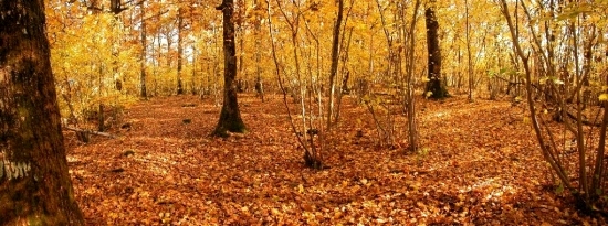 foret